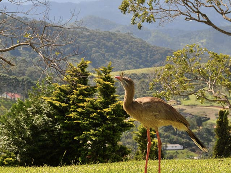 Modelos de pousadas para se inspirar: Pássaro observado nas proximidades da Pousada Quintal dos Pinhais